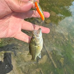 ラージマウスバス