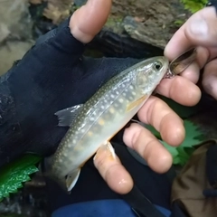 イワナの釣果