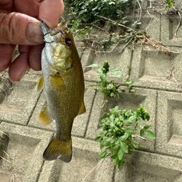 スモールマウスバス