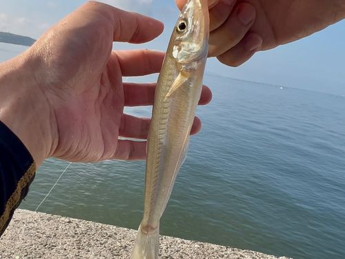 キスの釣果