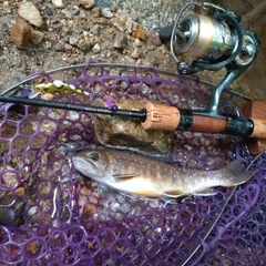 イワナの釣果