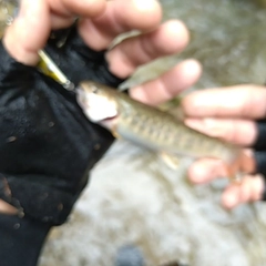 イワナの釣果