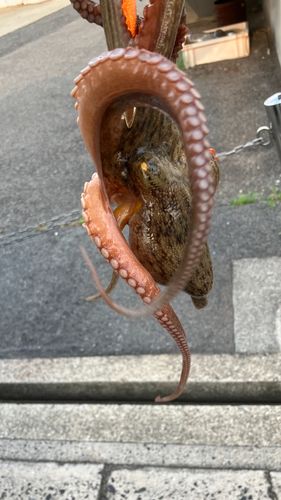 タコの釣果