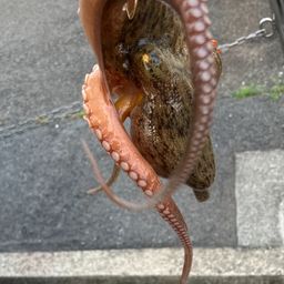 タコ