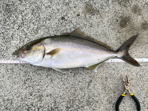 ショゴの釣果