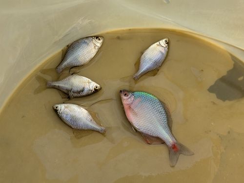 タイリクバラタナゴの釣果