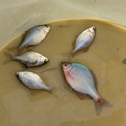 タイリクバラタナゴ