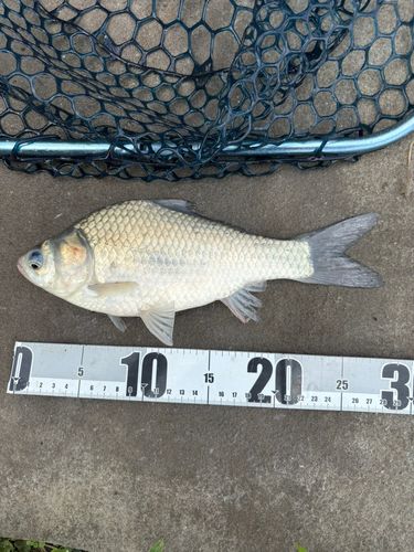ヘラブナの釣果