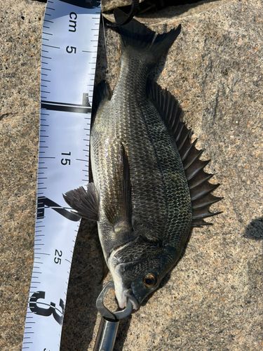 チヌの釣果