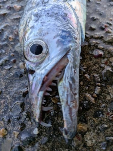 タチウオの釣果
