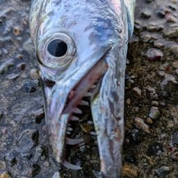 タチウオ