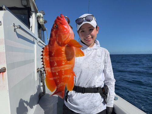 アカハタの釣果