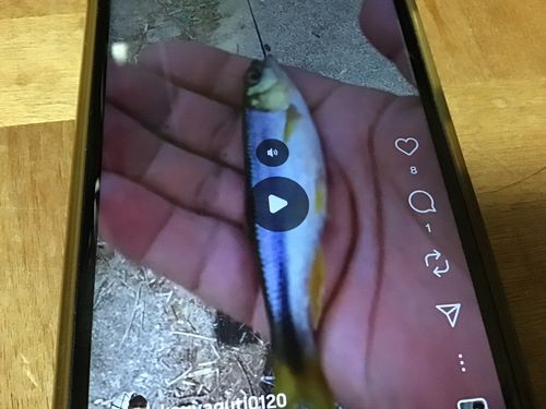 カワムツの釣果