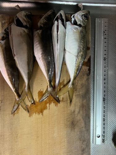 アジの釣果