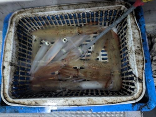 ケンサキイカの釣果