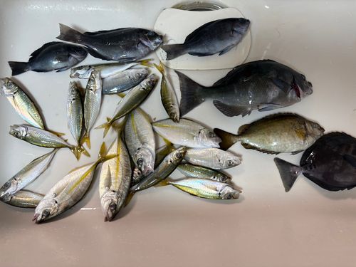 シマアジの釣果