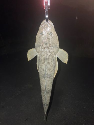 マゴチの釣果