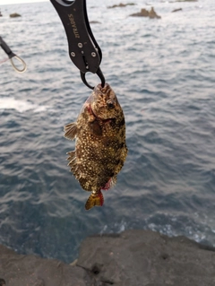アイゴの釣果