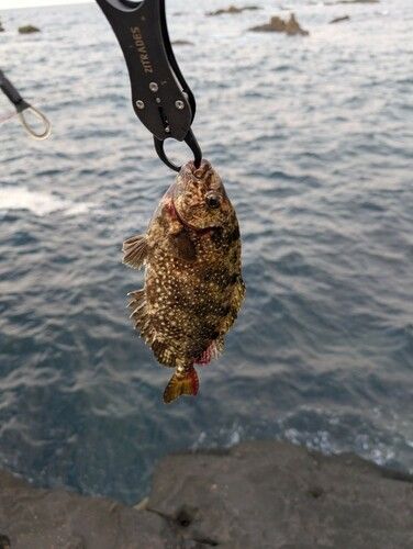 アイゴの釣果