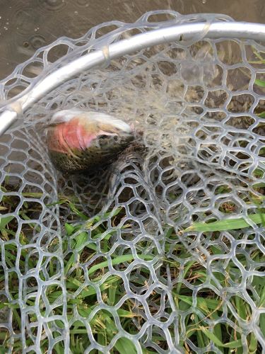 スチールヘッドの釣果