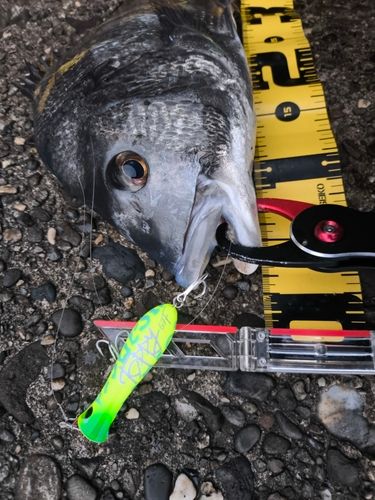 チヌの釣果