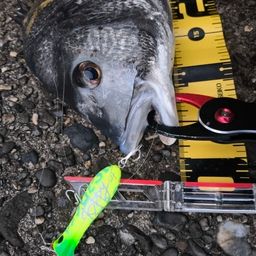 チヌ