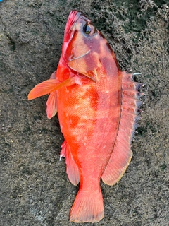 アカハタの釣果