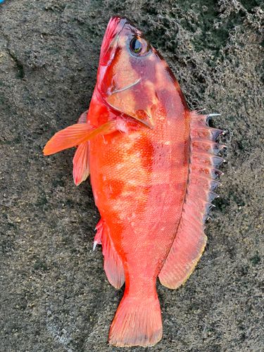 アカハタの釣果