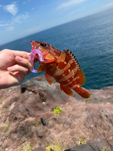 アカハタの釣果
