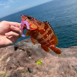 アカハタ