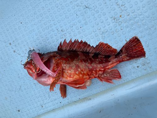 カサゴの釣果