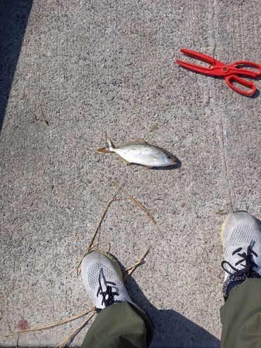 アカビラの釣果