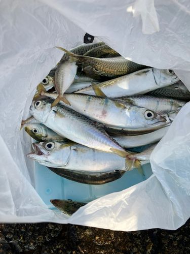 サバの釣果