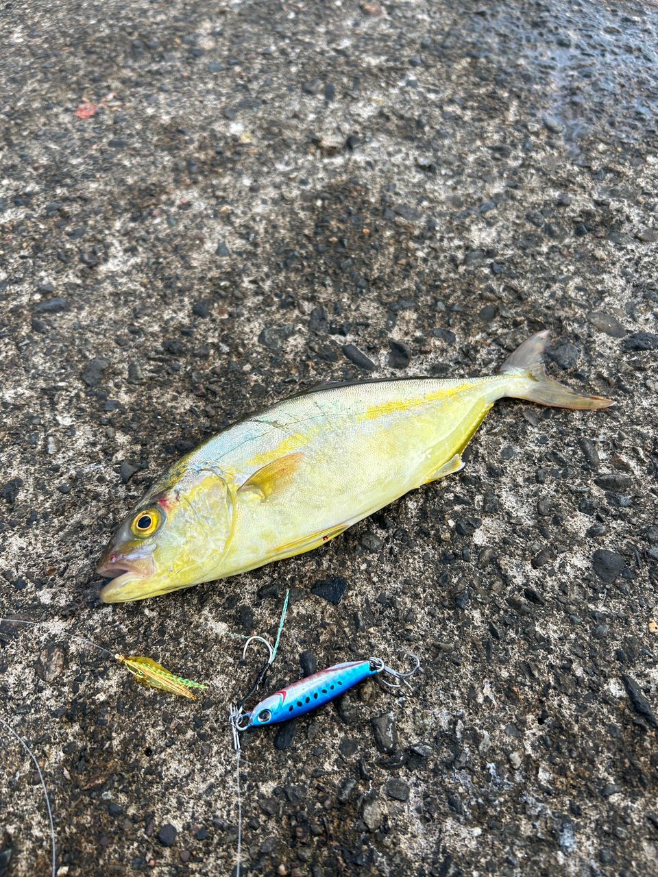 カンパチ