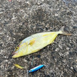 カンパチ