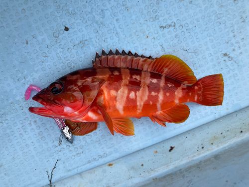 アカハタの釣果