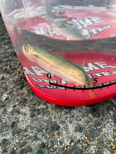 サバの釣果