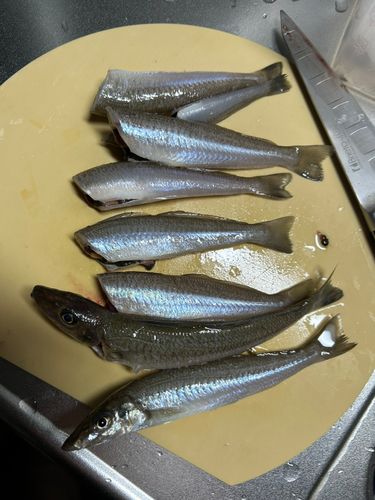 キスの釣果