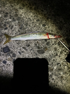 マゴチの釣果