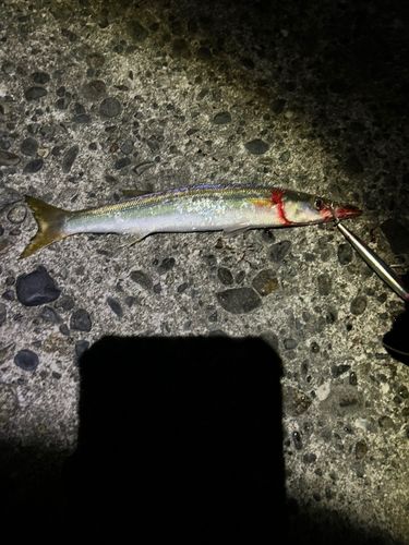 マゴチの釣果