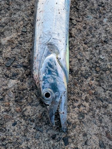 タチウオの釣果