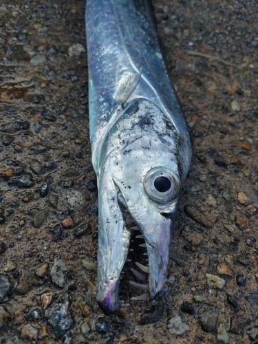 タチウオの釣果
