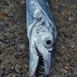 タチウオ