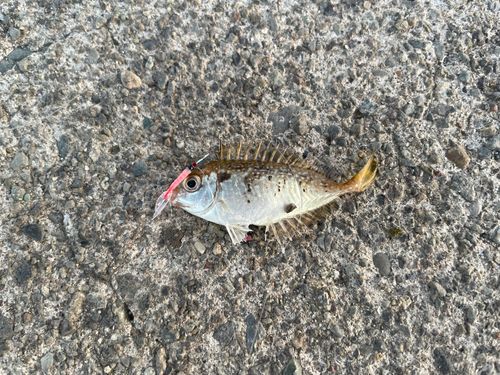 アイゴの釣果