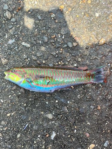ニシキベラの釣果
