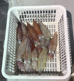 ケンサキイカの釣果