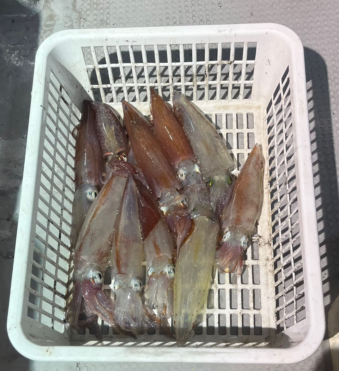 Guest40677787さんの釣果 1枚目の画像