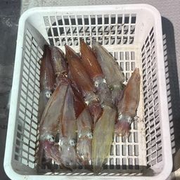 ケンサキイカ