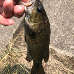 スモールマウスバス