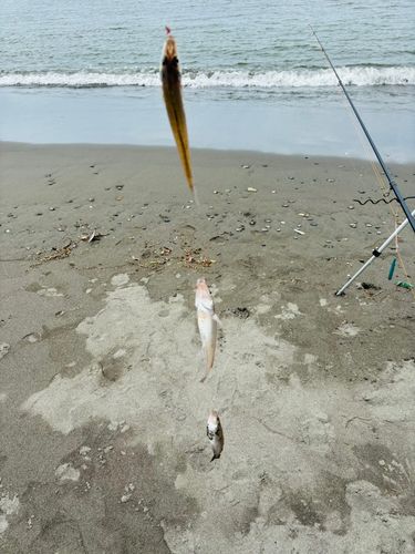シロギスの釣果